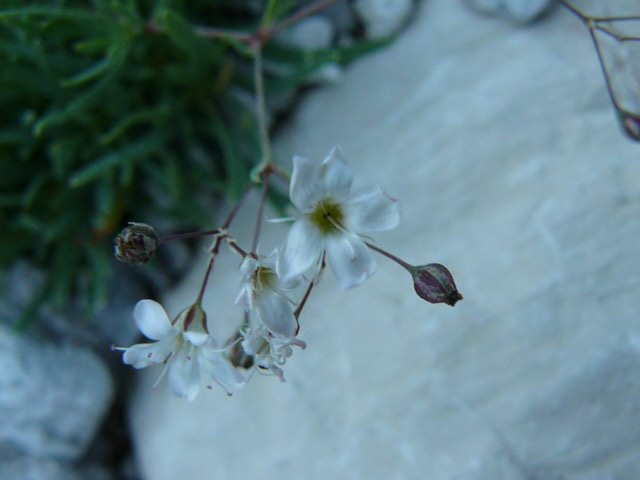 Gypsophila repens / Gipsofila strisciante